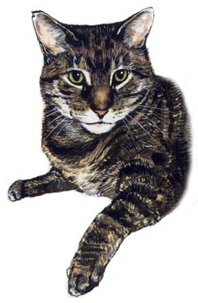 Tabby Cat Watercolor Carol Wells Thank You Lois Johns