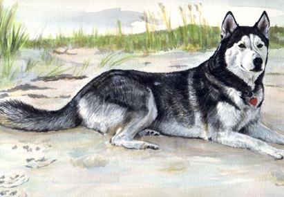 Alaskan Malamute Dog Beach Watercolor Pet Portrait Carol Wells