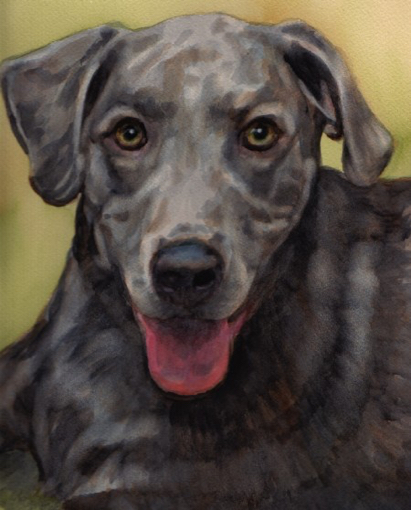 Grey Dog Watercolor Carol Wells