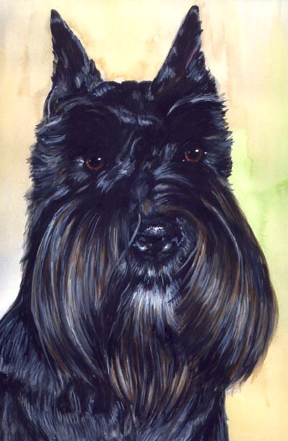 Black Scottie Dog Watercolor Carol Wells