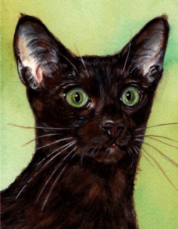 Havana Brown Cat Watercolor Carol Wells