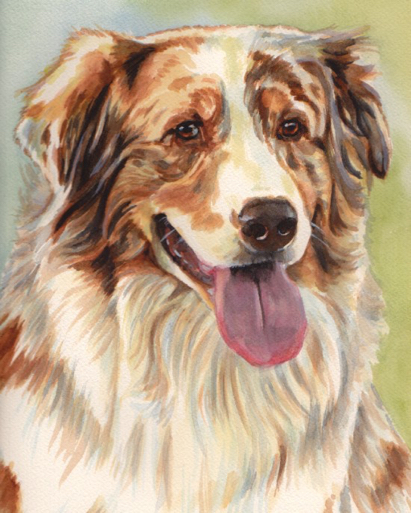Australian Shepherd Brown Blue Eyes Dog Watercolor Carol Wells