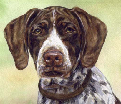 German Shorthaired Pointer Dog Watercolor Carol Wells