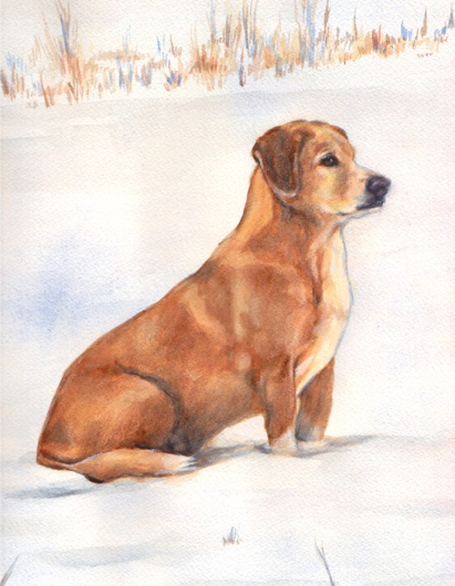Dog Snow Watercolor Portrait Carol Wells