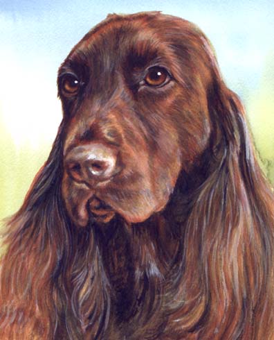 Field Spaniel Dog Watercolor Portrait Carol Wells