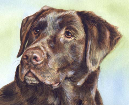 Chocolate Lab Watercolor Pet Portrait Carol Wells