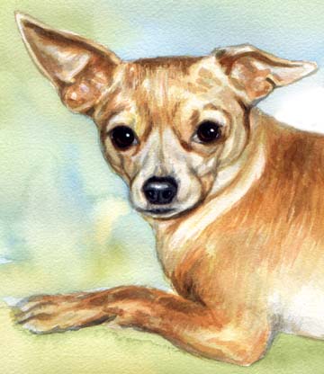 Chihuahua Dog Watercolor Pet Portrait Carol Wells
