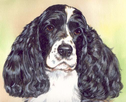 Cocker Spaniel Dog Watercolor Portrait Carol Wells