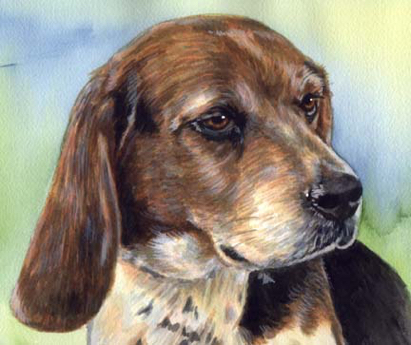 Beagle Dog Watercolor Pet Portrait Carol Wells