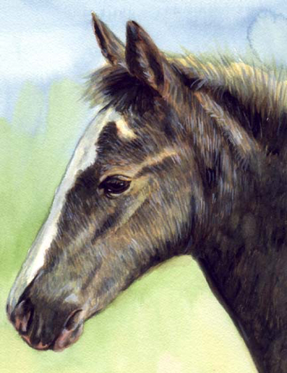 Colt Watercolor Carol Wells