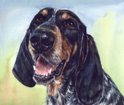 Hound Coon Dog Watercolor Portrait Carol Wells
