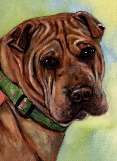 Sharpei Dog Watercolor Carol Wells