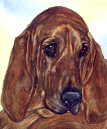 Bloodhound Dog Watercolor Portrait Carol Wells