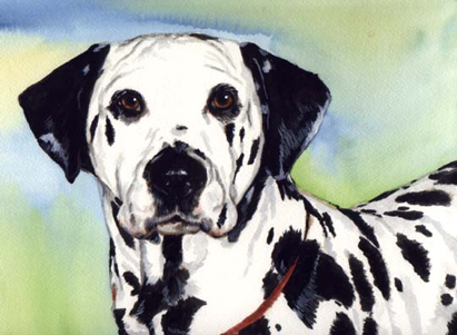 Dalmatian Dog Watercolor Pet Portrait Carol Wells
