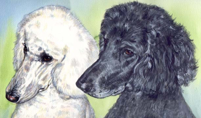 Standard Poodle Dogs Watercolor Pet Portrait Carol Wells