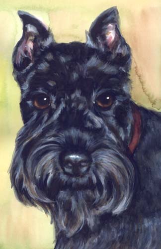 Scottish Terrier Watercolor Portrait Carol Wells