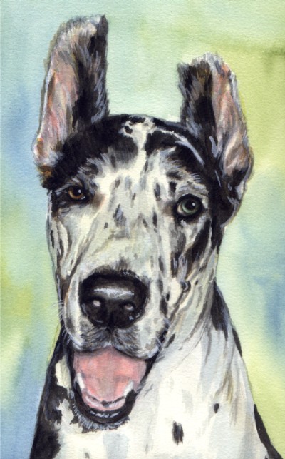 Great Dane Dog Blue Eye Watercolor Pet Portrait Carol Wells