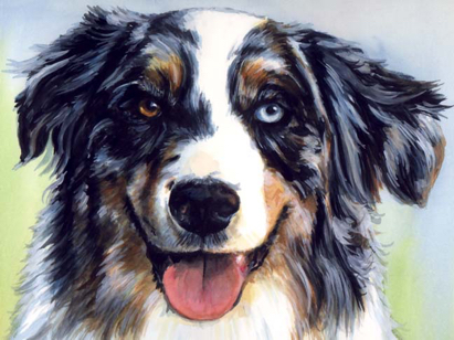Australian Shepherd Blue Brown Eyes Dog Watercolor Carol Wells