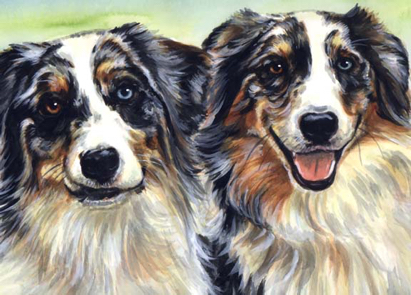 Australian Shepherd Dogs Watercolor Portrait Carol Wells
