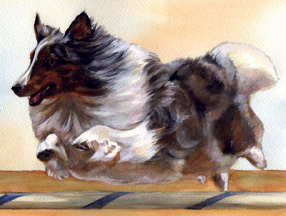 Collie Agility Dog Watercolor Carol Wells