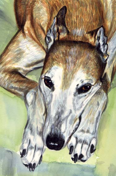 Greyhound Dog Watercolor Pet Portrait Carol Wells