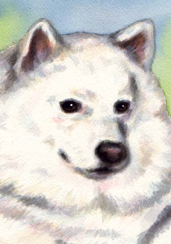 Samoyed Dog Watercolor Portrait Carol Wells