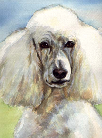 Standard Poodle Dog Pet Watercolor Carol Wells