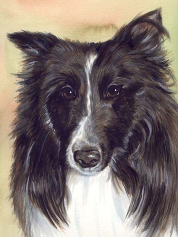 Sheltie Dog Watercolor Pet Portrait Carol Wells