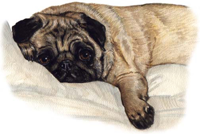 Pug Dog Watercolor Pet Portrait Carol Wells