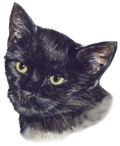 Black Cat Watercolor Carol Wells