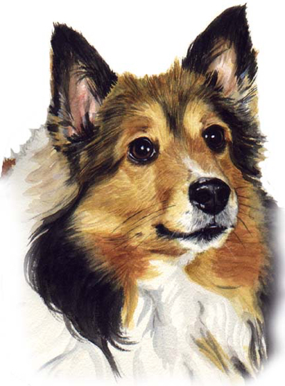 Sheltie Dog Watercolor Pet Portrait Carol Wells