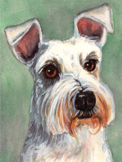 White Scottish Terrier Dog Watercolor Carol Wells