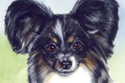 Papillon Dog Watercolor Carol Wells