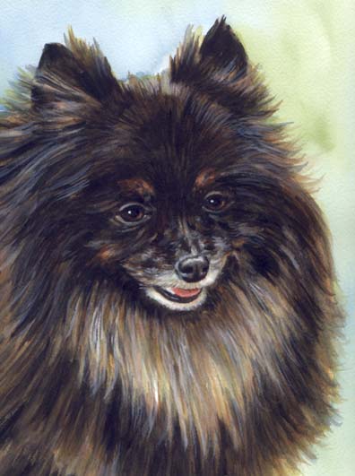 Pomeranian Dog Watercolor Pet Portrait Carol Wells