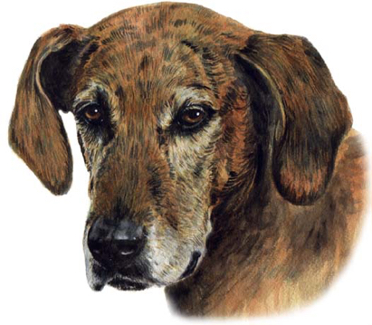 Dog Watercolor Pet Portrait Carol Wells
