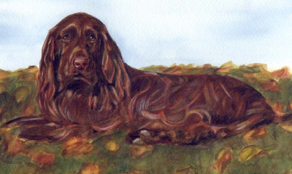 Field Spaniel Dog Watercolor Carol Wells