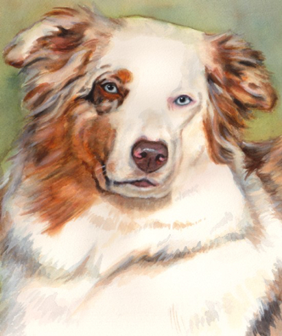 Australian Shepherd Blue Eyes Dog Watercolor Carol Wells