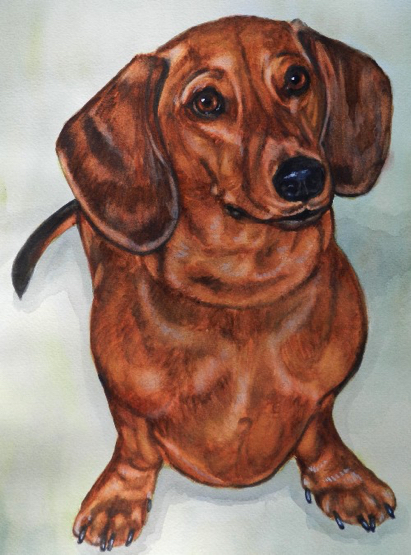 Dachshund Dog Watercolor Carol Wells