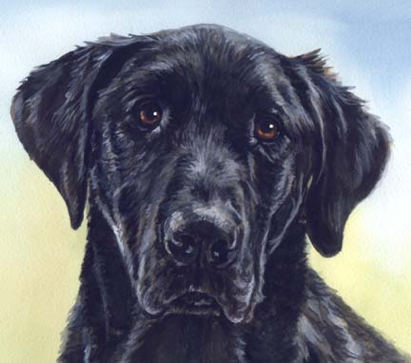 Black Labrador Dog Watercolor Portrait Carol Wells