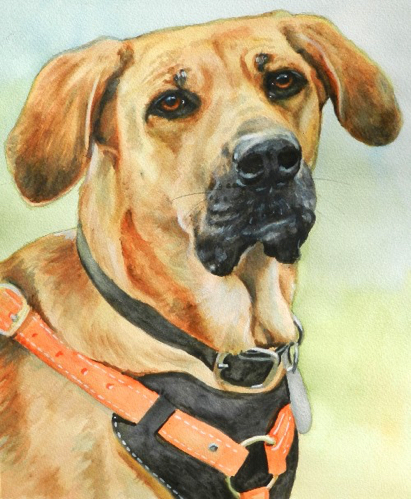 Search Rescue Dog Watercolor Carol Wells