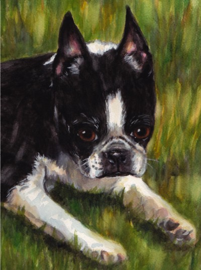 Boston Terrier Dog Watercolor Carol Wells