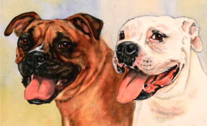 Bulldog Pit Bull Dog Watercolor Carol Wells