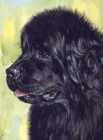 Newfoundland Newfie Dog Watercolor Pet Portrait Carol Wells