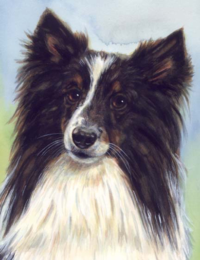 Sheltie Dog Watercolor Carol Wells