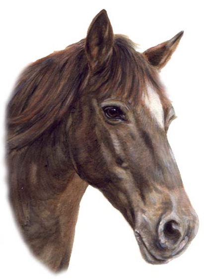 Bay Horse Watercolor Carol Wells