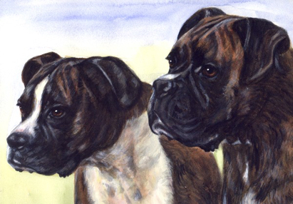 Boxer Dog Watercolor Pet Portrait Carol Wells