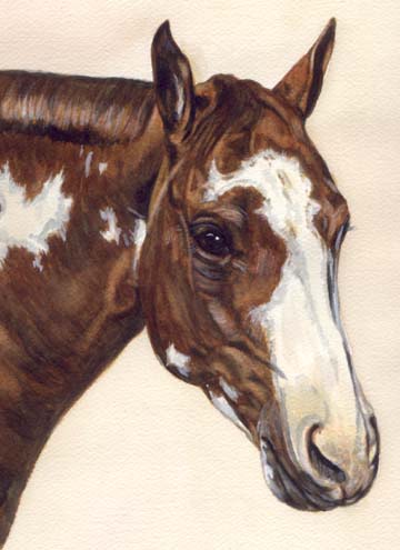 Paint Horse Watercolor by Carol Wells