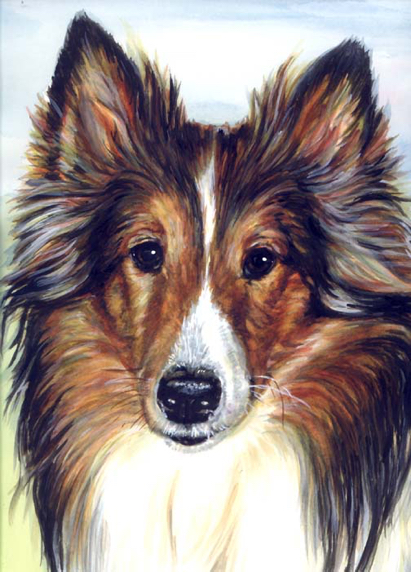 Sheltie Dog Watercolor Portrait Carol Wells
