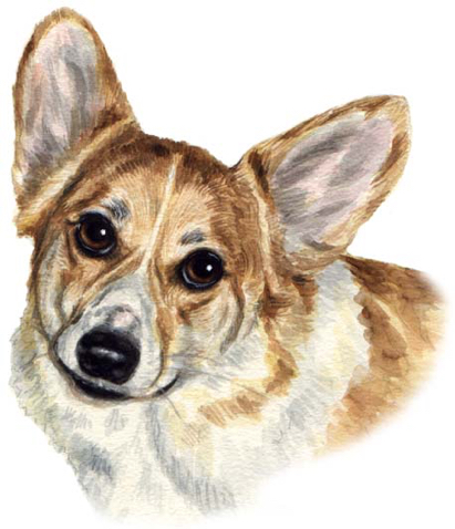 Corgi Dog Watercolor Portrait Carol Wells