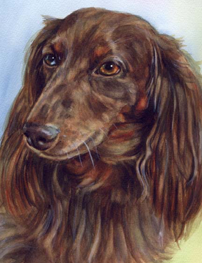 Longhaired Dachshund Blue Brown Eyes Dog Watercolor Carol Wells